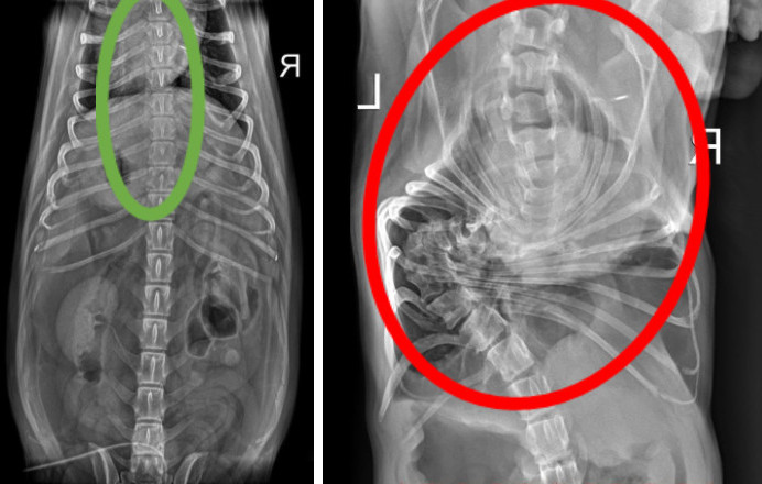 Screw tail radiograph image